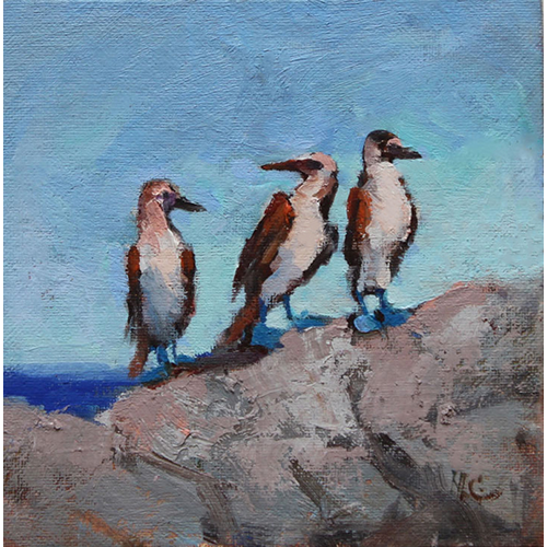 Blue-Footed-Boobies